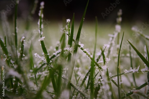 green grass with morning dew © Aharon