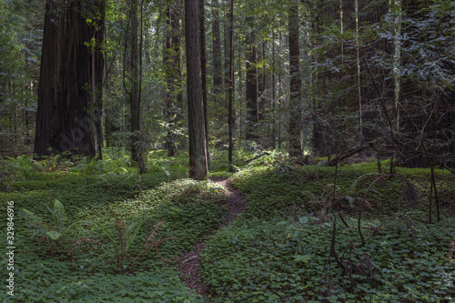 The Redwoods