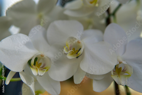 Beautiful pestle of orchid. House flora, blooming orchid close-up. Beautiful plant at home. Home flowers and flower care in extreme close-up view.