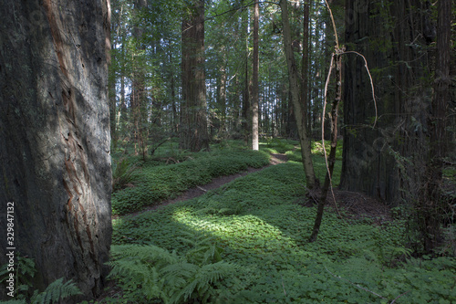 The Redwoods photo