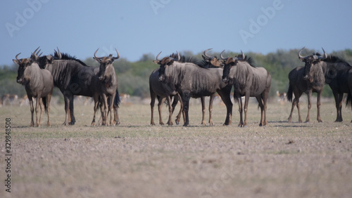 Herd of wildebeest on the savanna © TravelTelly
