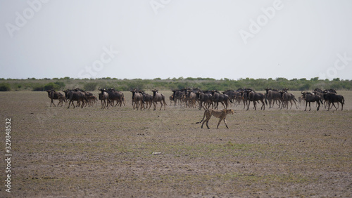 Cheetah walks around a herd of wildbeest