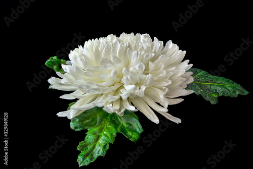 Fotografija Single white chrysanthemum flower head with wet green leaves and water drops on petals close up on black background lies