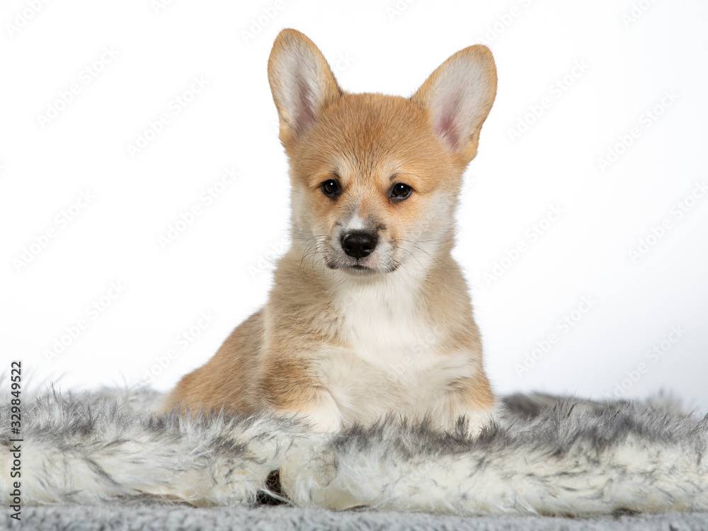 Cute little Corgi puppy dog portrait. Image taken in a studio with white background.