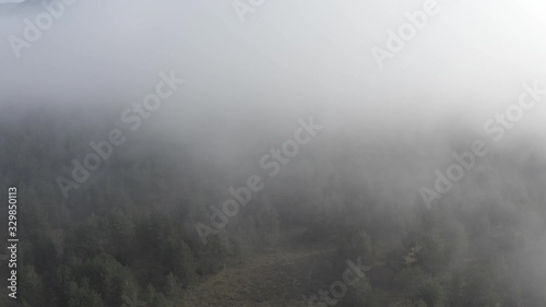 Aerial view of pine and fir-tree forest in mist early morning. Mysterious cloudy and foggy weather. Grahovo village, Montenegro nature. Drone flies in clouds above rare spruces. 4k.