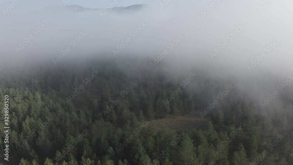 Aerial view of pine and fir-tree forest and mountains in mist early morning. Mysterious cloudy and foggy weather. Grahovo village, Montenegro nature. Drone flies in clouds above rare spruces. 4k.
