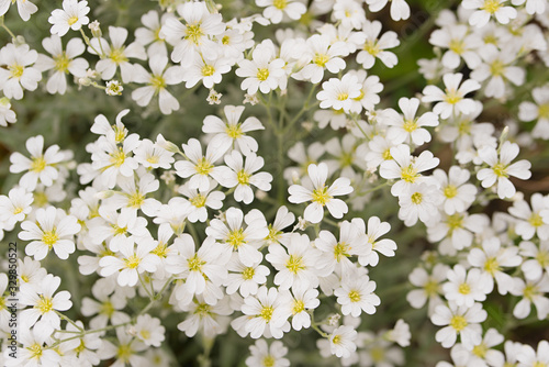 white rockkress flower, ground cover plants