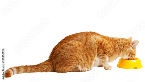 Red cat eats his food from a yellow bowl. Isolated on white.