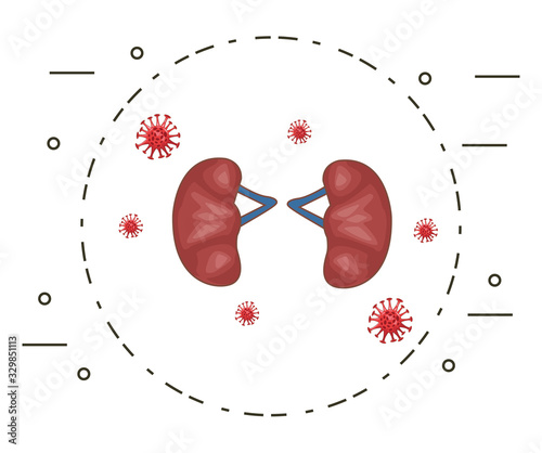kidneys human organ with bacteriums