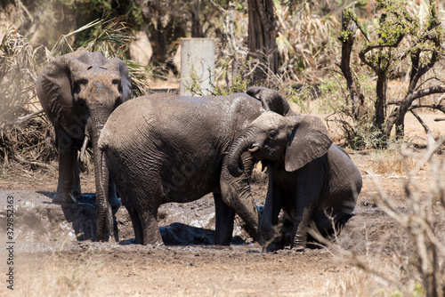 El  phant d Afrique  Loxodonta africana  Parc national Kruger  Afrique du Sud