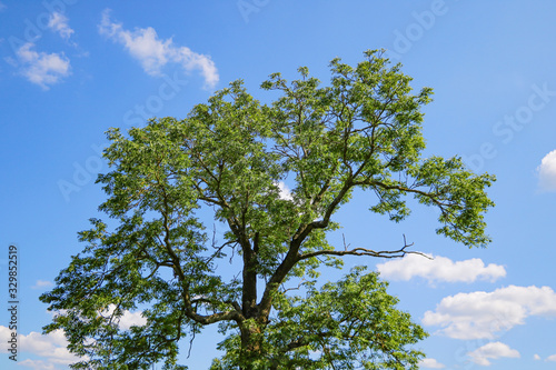 Big green tree on a background of blue sky with clouds.