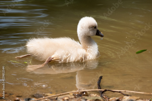 Swan cub