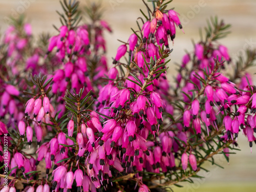 Closeup of the bright pink flowers and green leaves of the heather Erica carnea variety Challenger