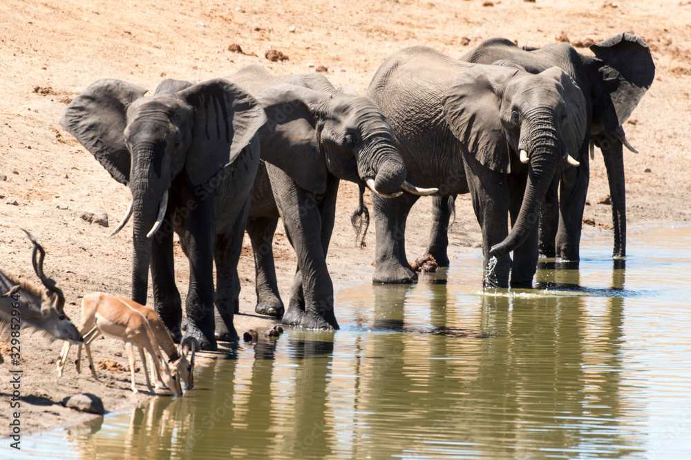 Fototapeta premium Eléphant d'Afrique, Loxodonta africana, Parc national Kruger, Afrique du Sud