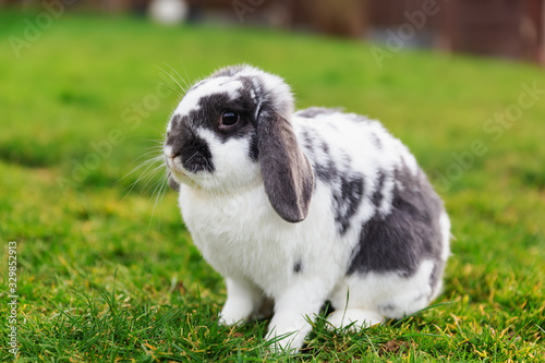 portrait of a mixed breed pet rabbit