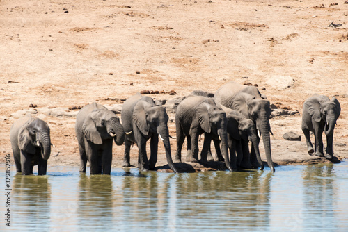 Eléphant d'Afrique, Loxodonta africana, Parc national Kruger, Afrique du Sud