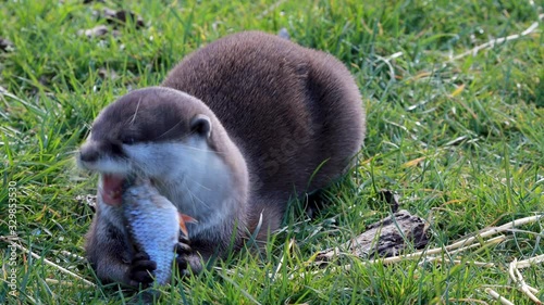 short clawed otter, Aonyx cinereus, eating fish close up and wide shot during a bright day.