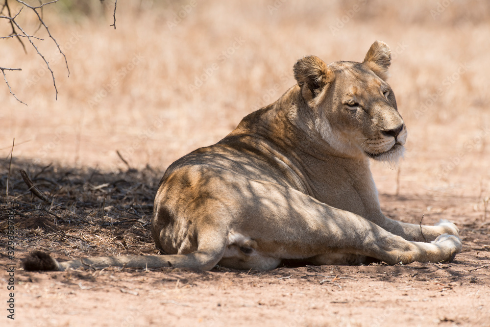 Fototapeta premium Lion, lionne, Panthera leo, Parc national du Kalahari, Afrique du Sud