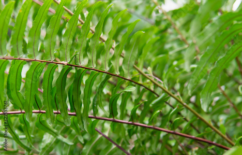 Blurred of fern leaves as background image of green jungle.