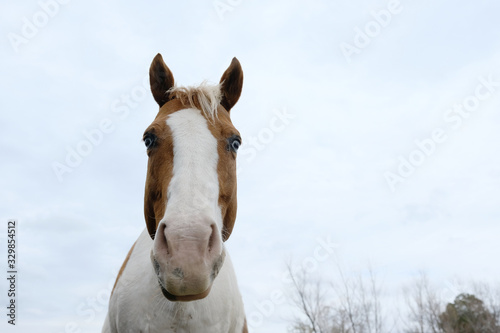 Funny paint horse portrait close up looking at camera with sky background on farm.