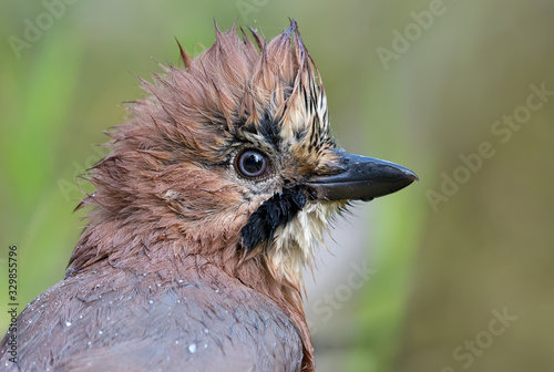 Eurasian Jay (garrulus glandarius) close wet head portrait with feathers in irokez  photo