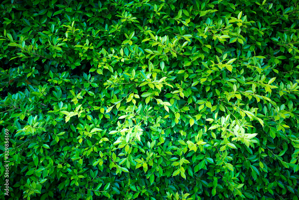 background of green grass background of green grass