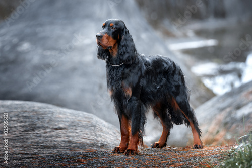 Setter Gordon stands against a background of gray rocks. photo