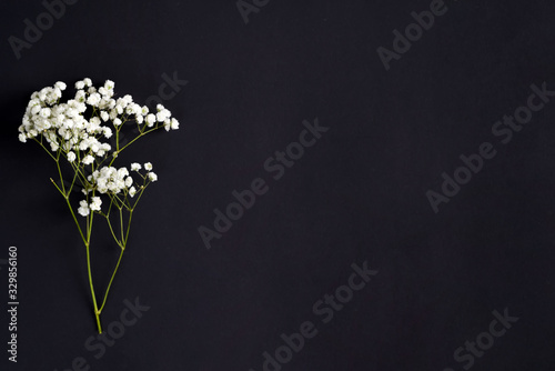 Fresh flower twigs of Gypsophila plant as a corner greeting border on a black background. Top view. photo