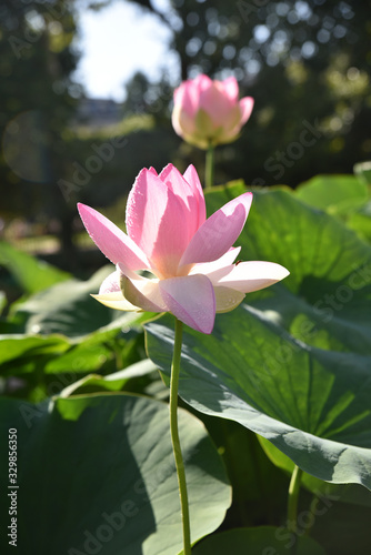 Fleurs de lotus au jardin en   t  