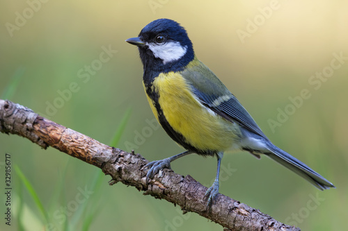 Great tit (parus major) posing perched on small branch for a portrait shot