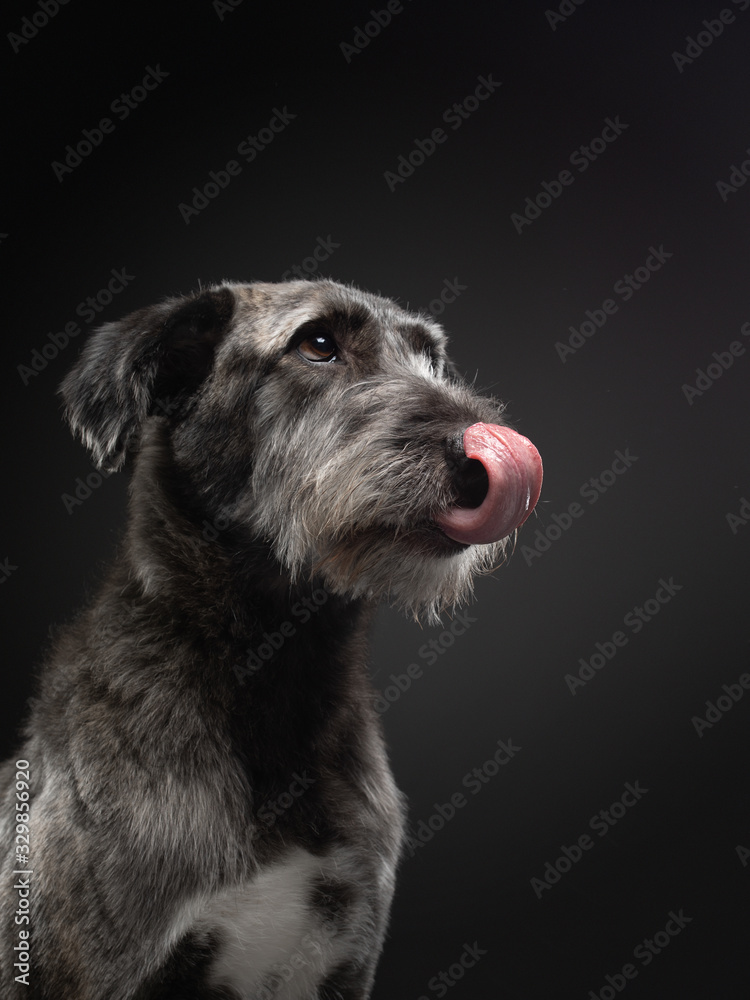 dog licks . beautiful gray mixed breed on dark background. in studio on black dog licks . beautiful gray mixed breed on dark background. in studio on black
