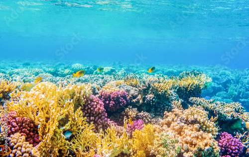 underwater view with tropical fish and coral reefs