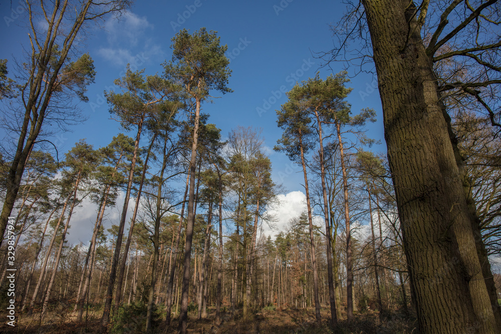 Pine forest in Europe