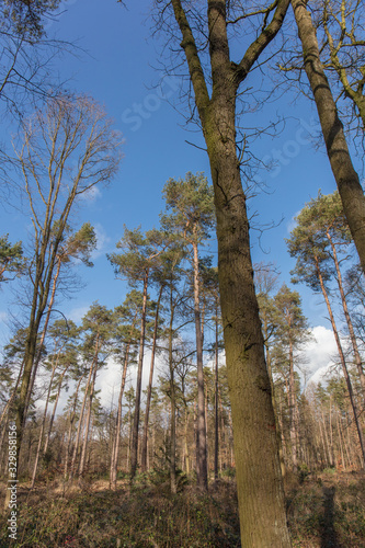 Pine forest in Europe