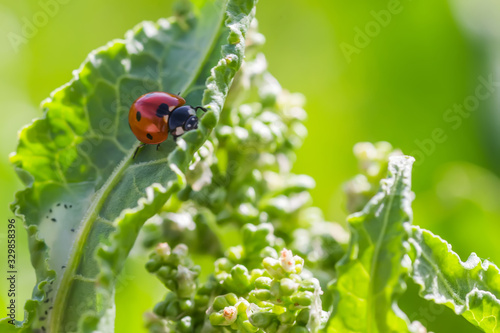 ladybugs on Flowers Rumex confertus Russian dock of horse sorrel close-up. Collecting medicinal herbs in summer in meadows. Coccinellidae, ladybirds, ladybird beetles