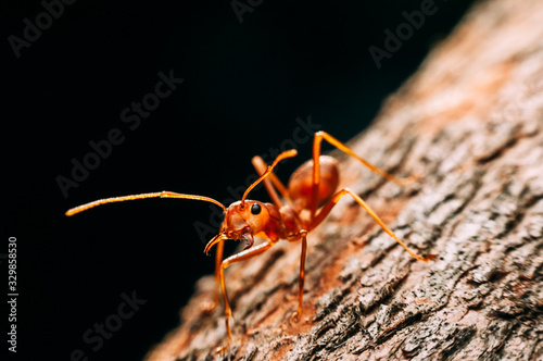 Close up and selective focus of Ants in nature, ferocious attitudeants on black background