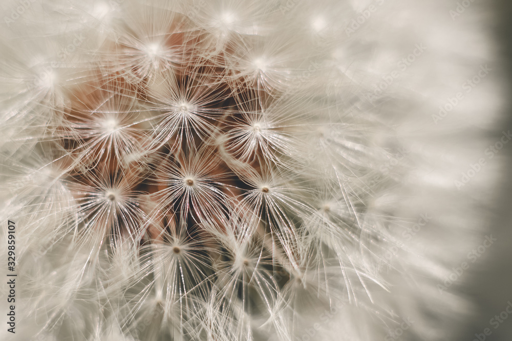 dandelion on a background