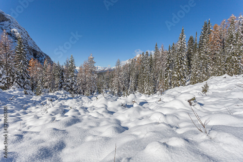 Forest in the Dolomites with autumn-colored larches and firs after a heavy snowfall
