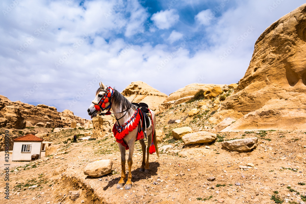 Naklejka premium Horse in sandstone valley, Jordan