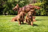 Irish setter family having fun