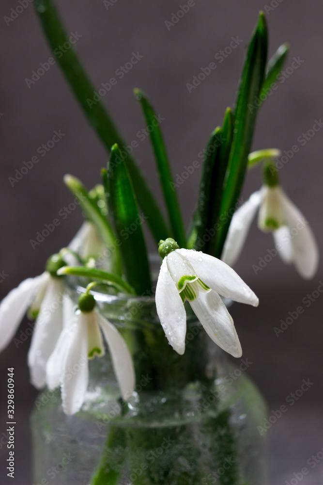 Fototapeta premium Bouquet of snowdrops in a glass vase, spring concept.
