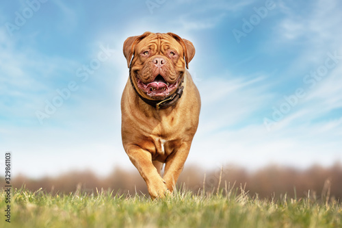 dogue de bordeaux in open air photo