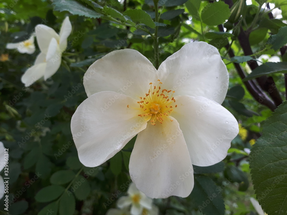 Very bright beautiful jasmine flower, large white soft flower, rain drops on the petals Very bright beautiful jasmine flower, large white soft flower, rain drops on the petals