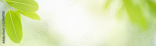 Close up beautiful nature view green leaf on blurred greenery background under sunlight with bokeh and copy space using as background natural plants landscape, ecology cover concept.