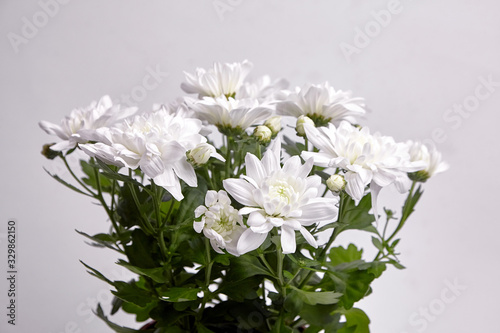 Chrysanthemum flowers with white petals  bouquet  houseplant. Potted chrysanthemum plant
