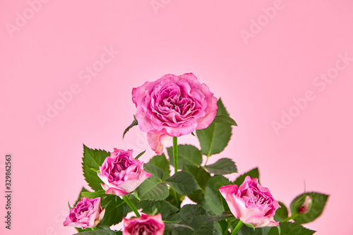 Pink roses, houseplant, indoor flowers on pink background, closeup