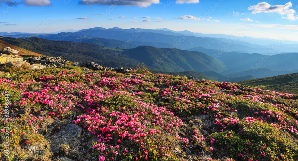 Panoramic view in lawn with rhododendron flowers. Mountains landscapes. Location Carpathian mountain, Ukraine, Europe. Beautiful summer wallpaper. Colorful background.