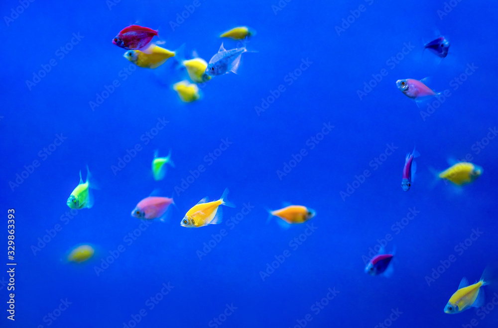 Little colorful tropic fishs in blue aquarium water Little colorful tropic fishs in blue aquarium water