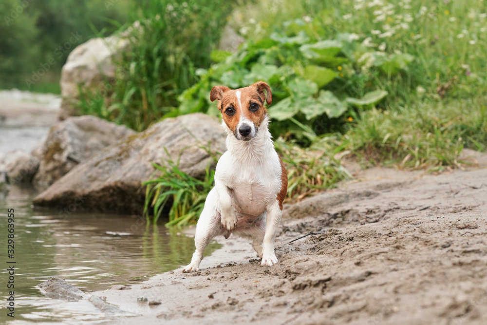 Small Jack Russell terrier getting out from water to sandy beach, her fur wet after swimming, grass growing near riverbank in background Small Jack Russell terrier getting out from water to sandy beach, her fur wet after swimming, grass growing near riverbank in background