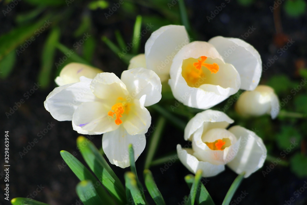 White crocuses bloomed in early March 2020. Little spring flowers. White crocuses bloomed in early March 2020. Little spring flowers.